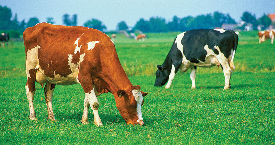 What about the small dairy farmer?